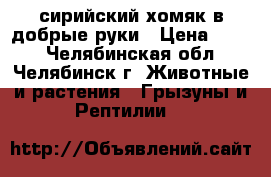 сирийский хомяк в добрые руки › Цена ­ 300 - Челябинская обл., Челябинск г. Животные и растения » Грызуны и Рептилии   